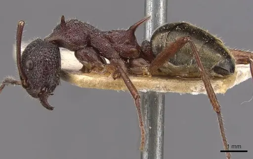 Dolichoderus extensispinus - CASENT0909474