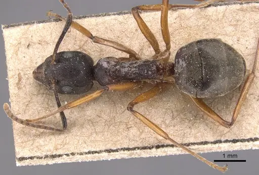 Dolichoderus feae specimen