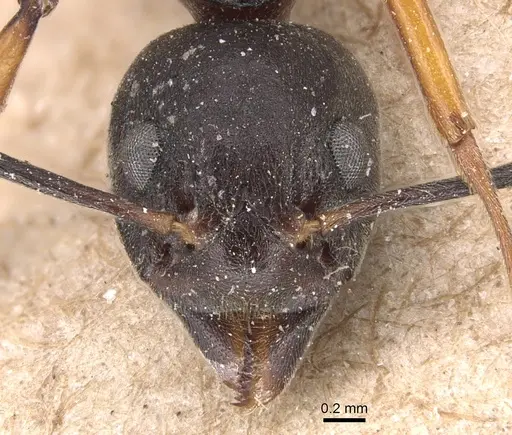 Dolichoderus feae specimen