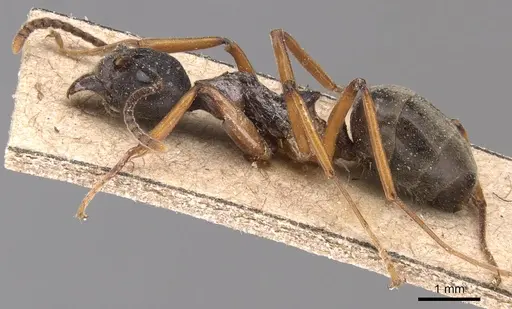 Dolichoderus feae specimen