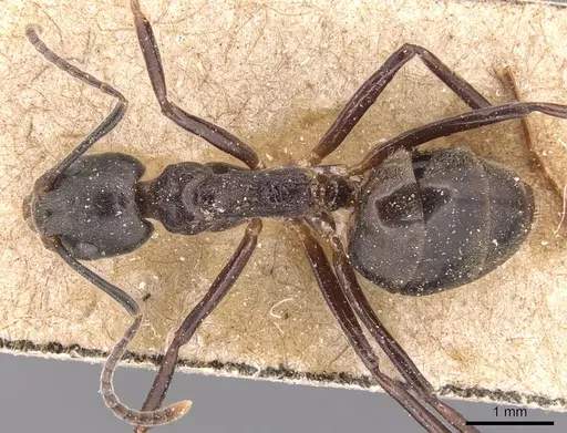 Dolichoderus feae - CASENT0905021