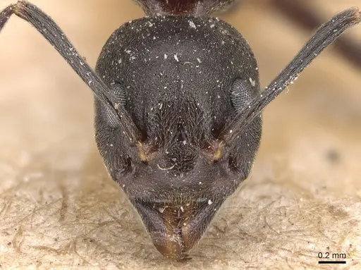 Dolichoderus feae - CASENT0905021