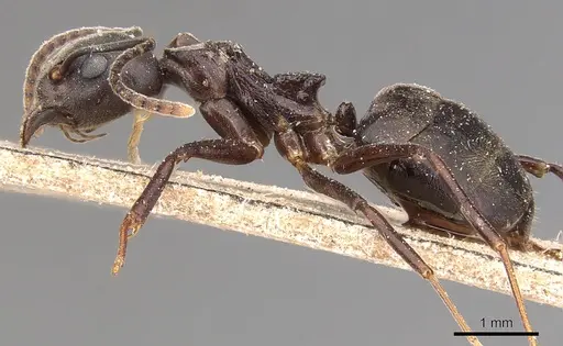 Dolichoderus feae - CASENT0905021