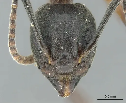 Dolichoderus feae - CASENT0906207