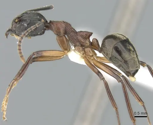 Dolichoderus feae - CASENT0906207