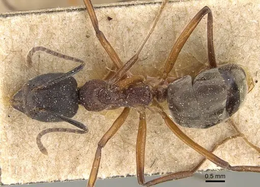 Dolichoderus feae - CASENT0922444