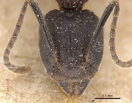 Dolichoderus feae - CASENT0922444