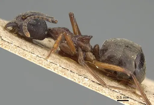 Dolichoderus feae - CASENT0922444