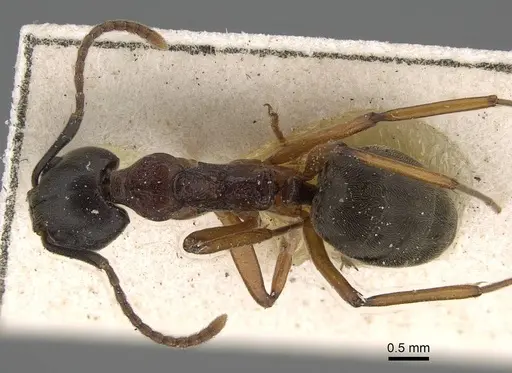 Dolichoderus feae - CASENT0922445