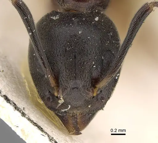 Dolichoderus feae - CASENT0922445
