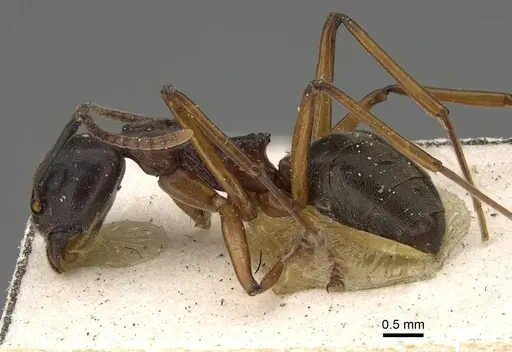 Dolichoderus feae - CASENT0922445