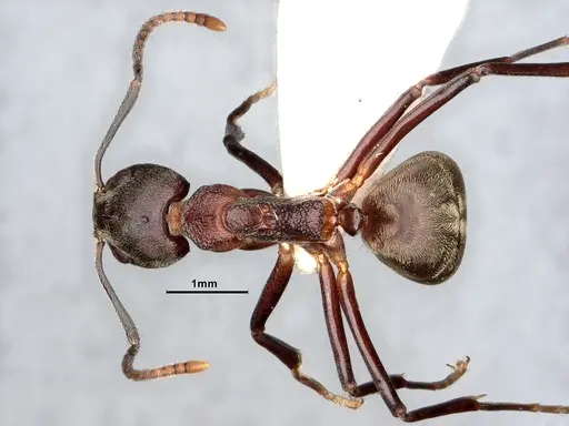 Dolichoderus feae - SMFHYM0008894