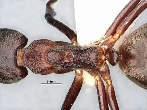 Dolichoderus feae - SMFHYM0008894