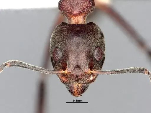 Dolichoderus feae - SMFHYM0008894