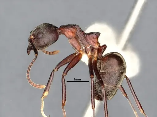 Dolichoderus feae - SMFHYM0008894