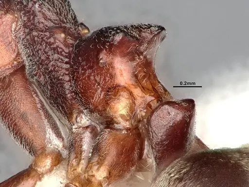 Dolichoderus feae - SMFHYM0008894