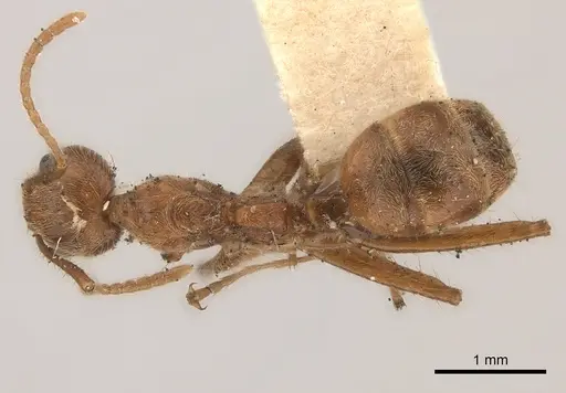 Dolichoderus ferrugineus specimen