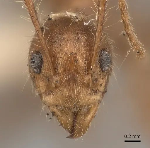 Dolichoderus ferrugineus specimen