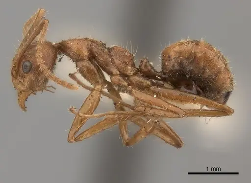 Dolichoderus ferrugineus specimen