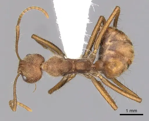 Dolichoderus ferrugineus - CASENT0249636