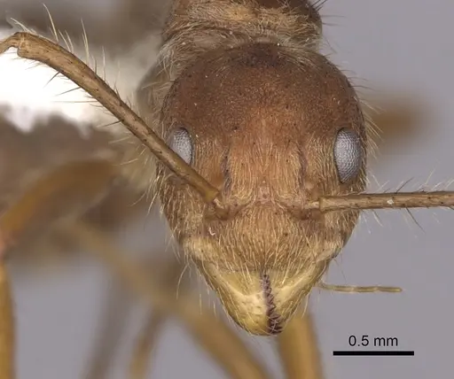 Dolichoderus ferrugineus - CASENT0249636