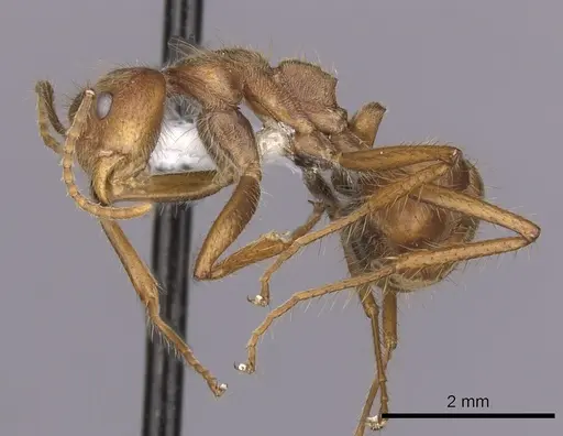 Dolichoderus ferrugineus - CASENT0249636