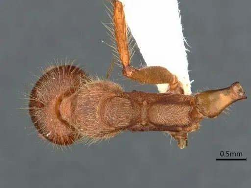 Dolichoderus ferrugineus - CASENT0866532