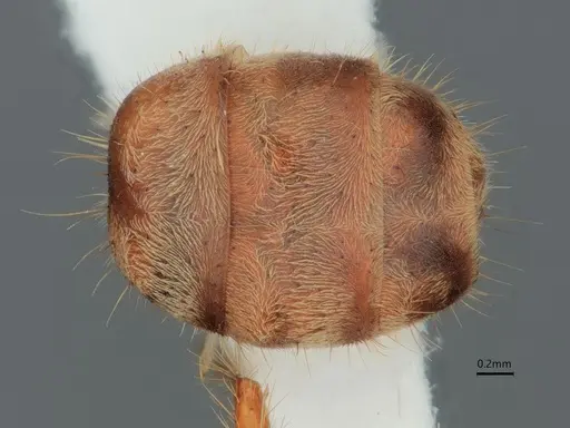 Dolichoderus ferrugineus - CASENT0866532