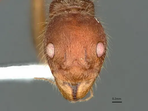 Dolichoderus ferrugineus - CASENT0866532