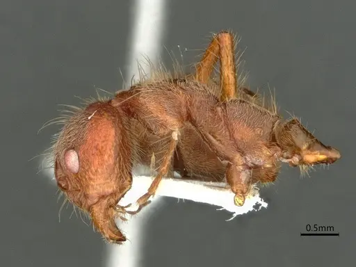 Dolichoderus ferrugineus - CASENT0866532