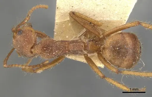 Dolichoderus ferrugineus - CASENT0902946