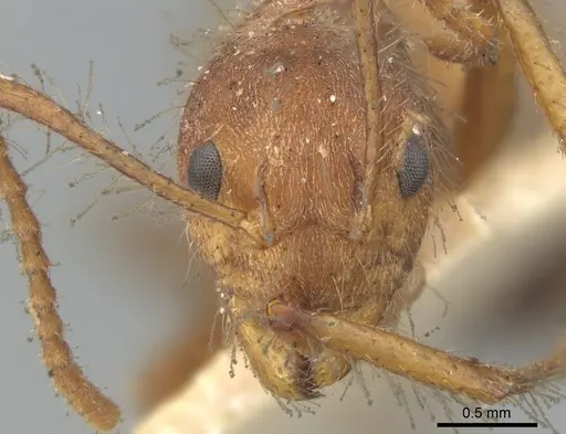 Dolichoderus ferrugineus - CASENT0902946