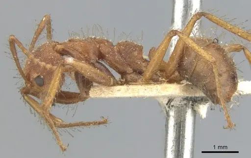 Dolichoderus ferrugineus - CASENT0902946