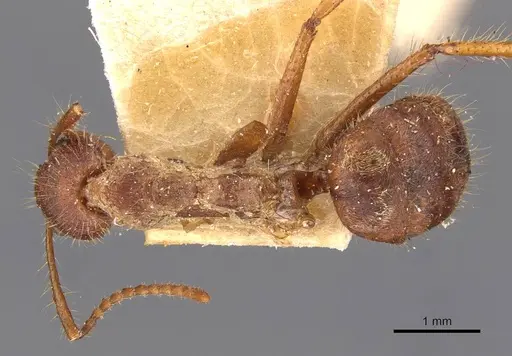 Dolichoderus ferrugineus - CASENT0909461