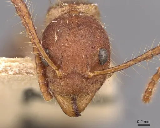 Dolichoderus ferrugineus - CASENT0909461