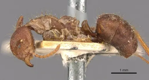 Dolichoderus ferrugineus - CASENT0909461