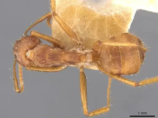 Dolichoderus ferrugineus - CASENT0909462