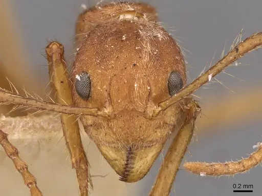 Dolichoderus ferrugineus - CASENT0909462