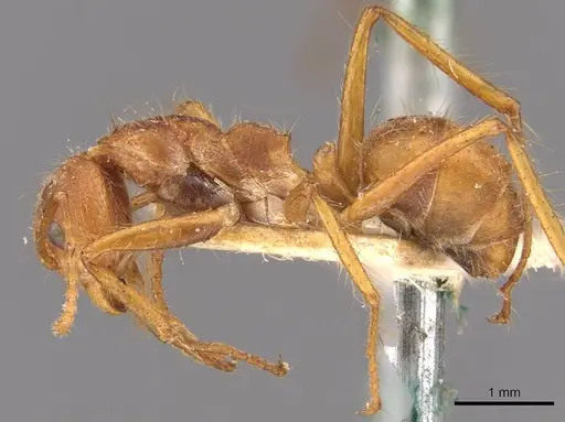 Dolichoderus ferrugineus - CASENT0909462