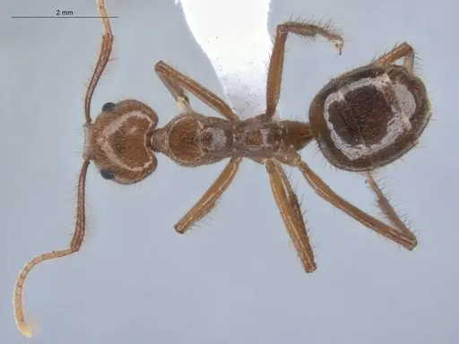 Dolichoderus ferrugineus - ECOFOG-BUG-2346-02