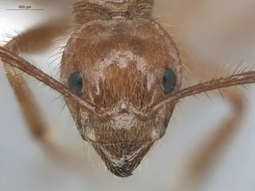 Dolichoderus ferrugineus - ECOFOG-BUG-2346-02