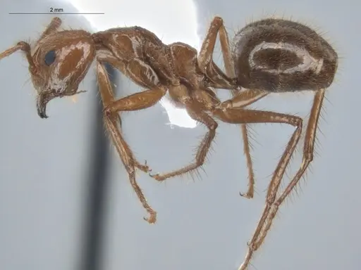 Dolichoderus ferrugineus - ECOFOG-BUG-2346-02