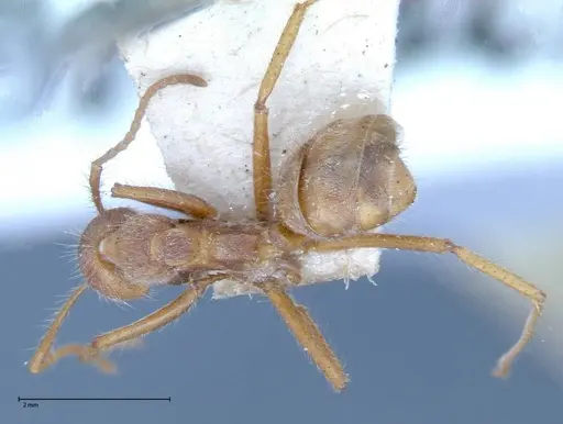 Dolichoderus ferrugineus - FOCOL0071