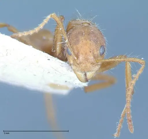 Dolichoderus ferrugineus - FOCOL0071