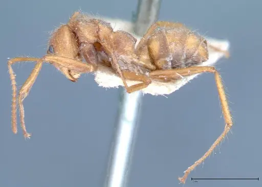 Dolichoderus ferrugineus - FOCOL0071