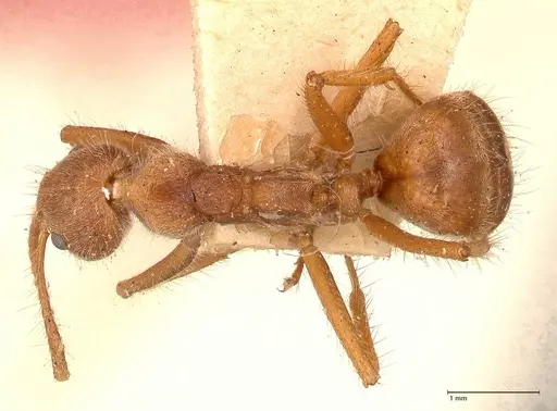 Dolichoderus ferrugineus - FOCOL0711