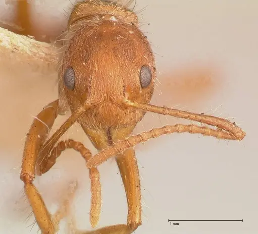 Dolichoderus ferrugineus - FOCOL0711