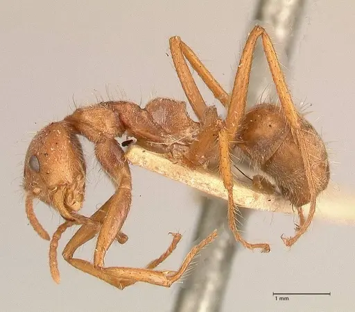 Dolichoderus ferrugineus - FOCOL0711