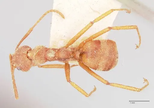 Dolichoderus ferrugineus - FOCOL0787
