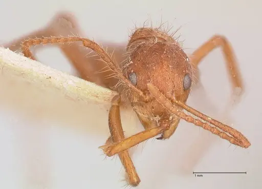 Dolichoderus ferrugineus - FOCOL0787